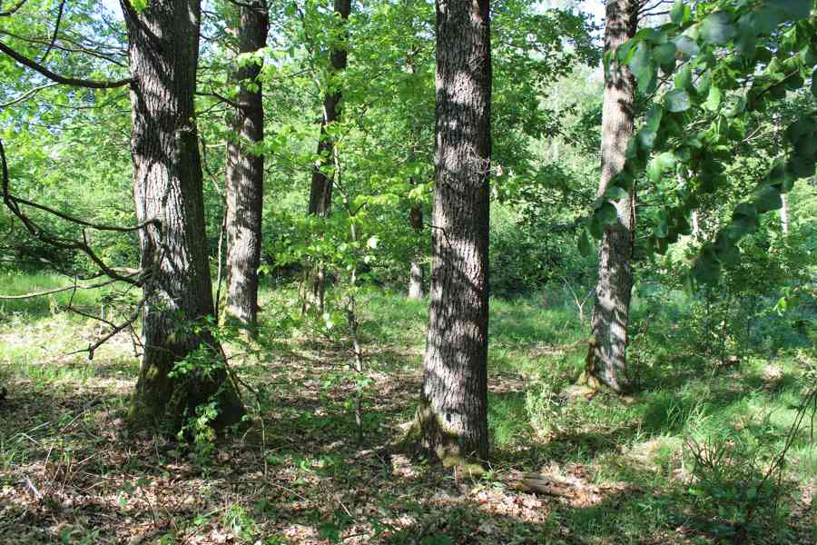 Prodej nevytěženého lesa u Luhačovic - 3,25 ha - foto 26