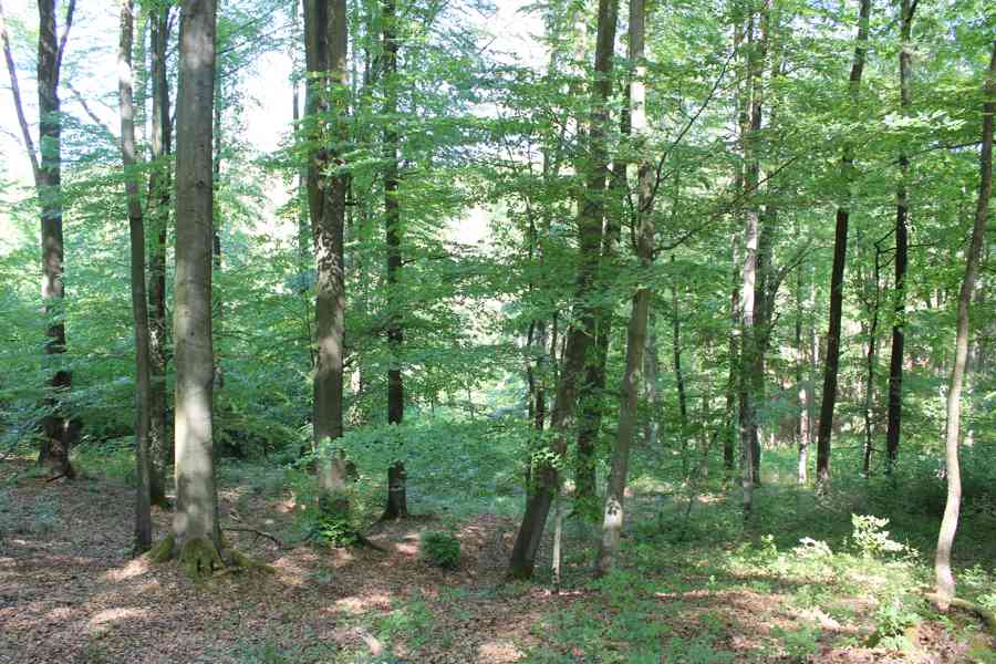 Prodej nevytěženého lesa u Luhačovic - 3,25 ha - foto 7