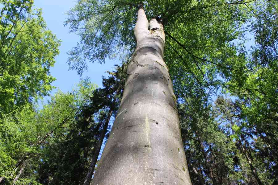 Prodej nevytěženého lesa u Luhačovic - 3,25 ha - foto 14