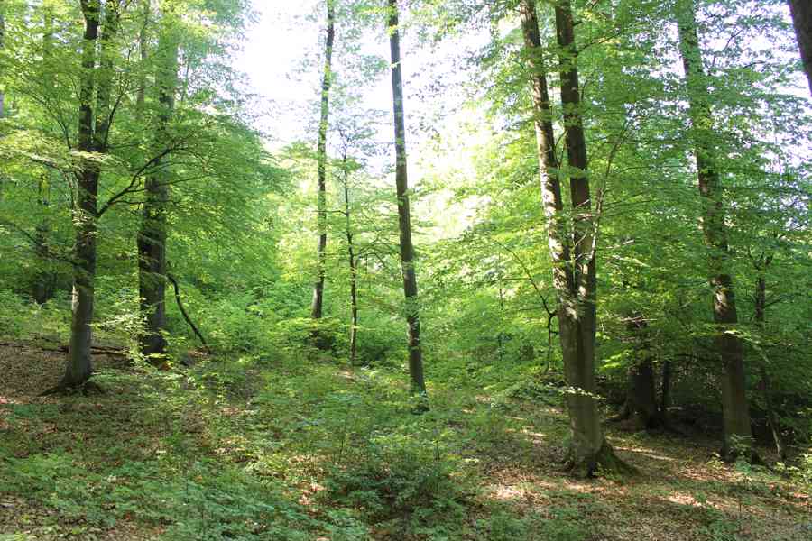 Prodej nevytěženého lesa u Luhačovic - 3,25 ha - foto 9