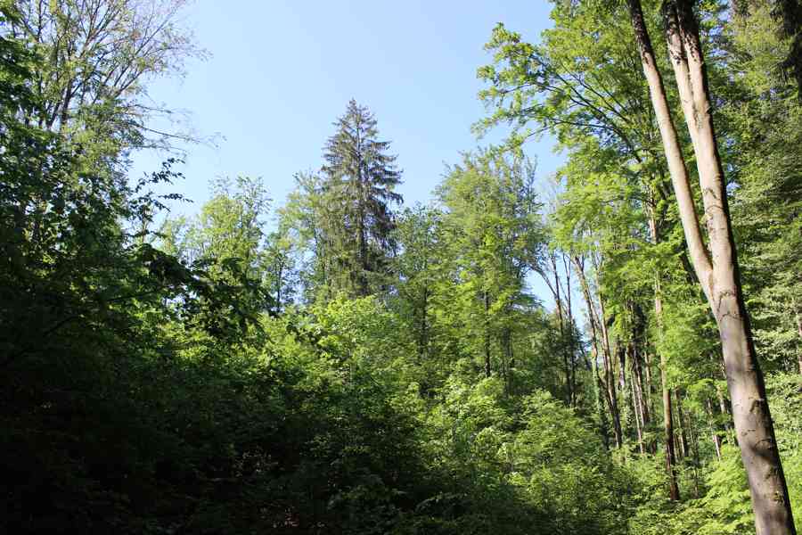 Prodej nevytěženého lesa u Luhačovic - 3,25 ha - foto 12