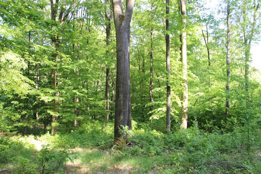 Prodej nevytěženého lesa u Luhačovic - 3,25 ha - foto 22