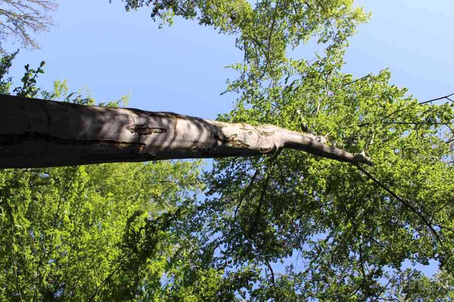 Prodej nevytěženého lesa u Luhačovic - 3,25 ha - foto 23