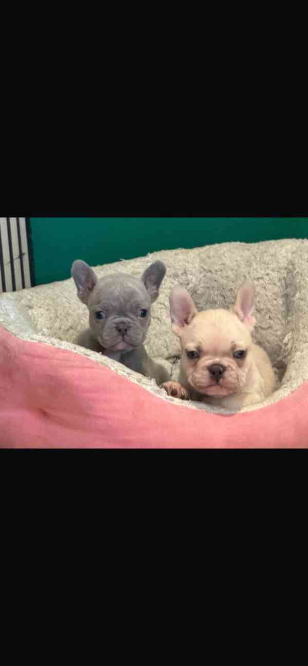 Francouzsky buldoček 