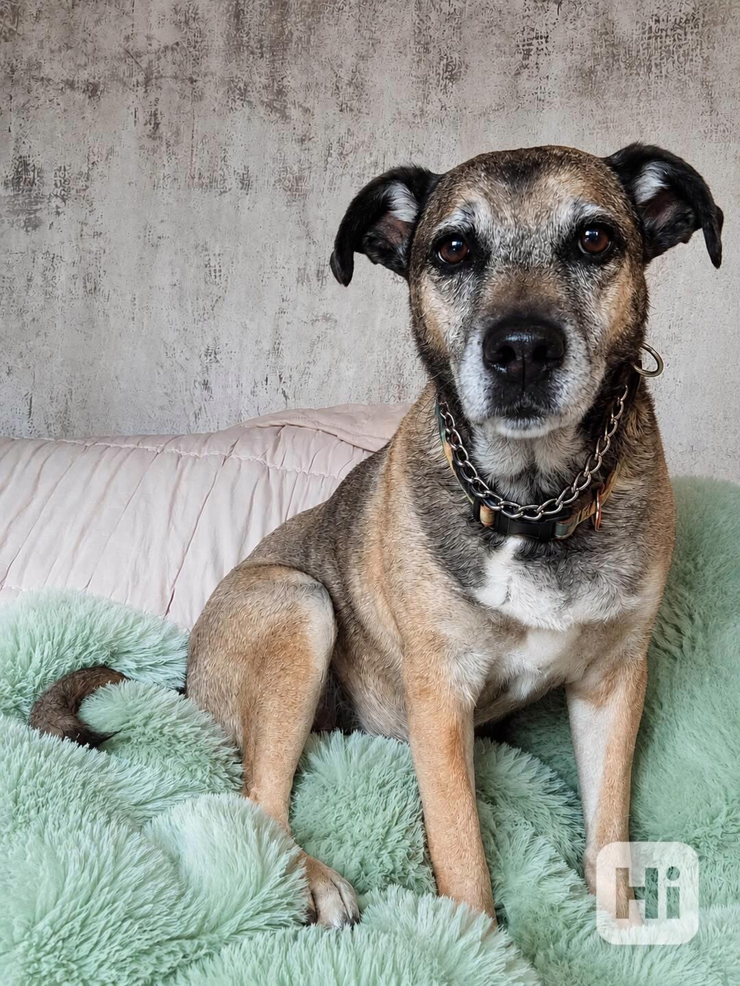 JACK - 25 kg, kastrovaný psík 9 let  - foto 1