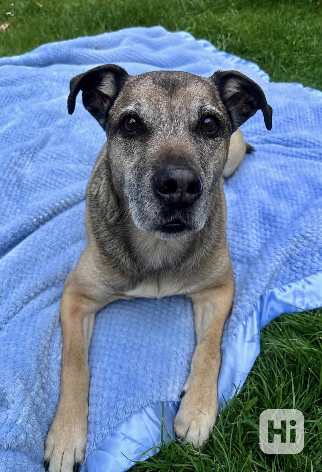 JACK - 25 kg, kastrovaný psík 9 let  - foto 1