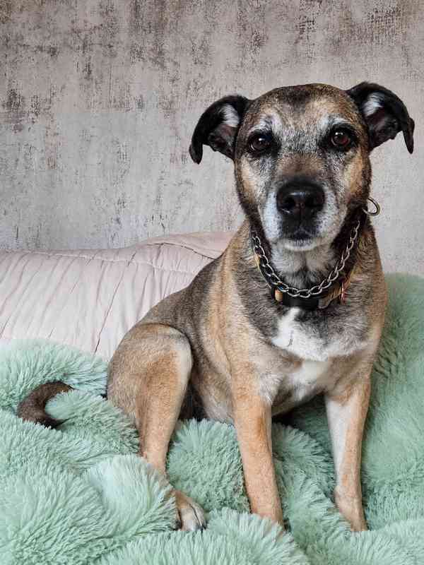 JACK - 25 kg, kastrovaný psík 9 let  - foto 1