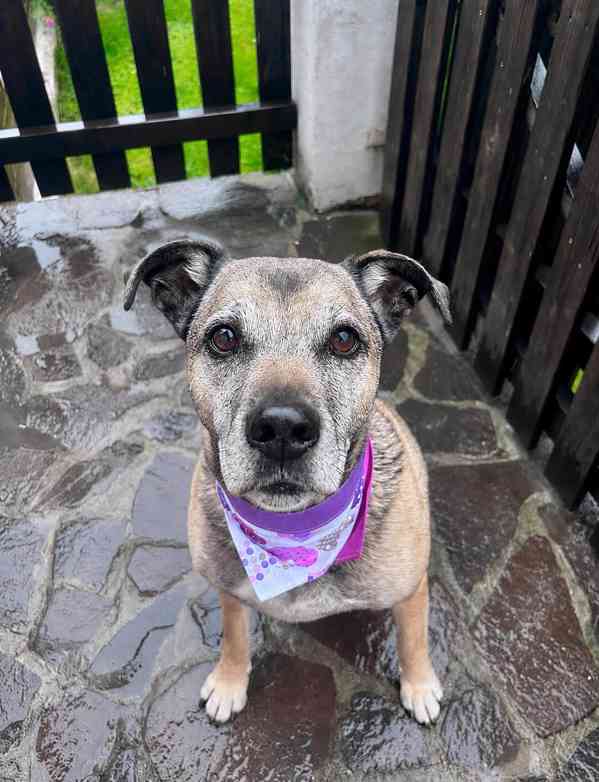 JACK - 25 kg, kastrovaný psík 9 let  - foto 1