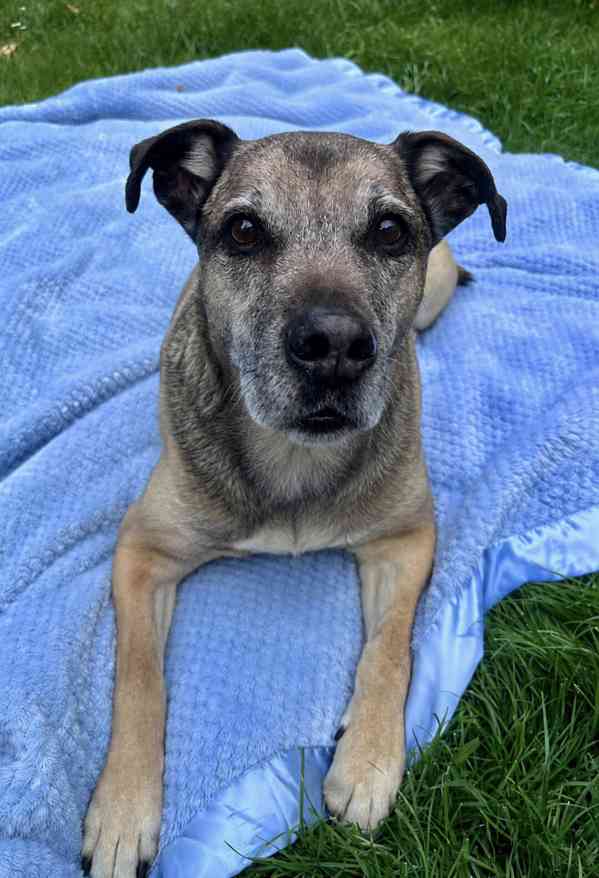 JACK - 25 kg, kastrovaný psík 9 let  - foto 1