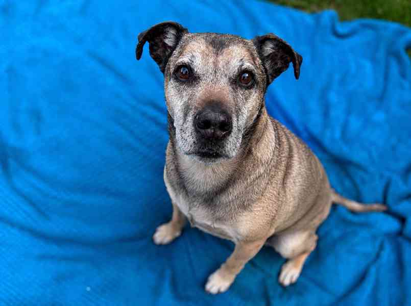 JACK - 25 kg, kastrovaný psík 9 let  - foto 3