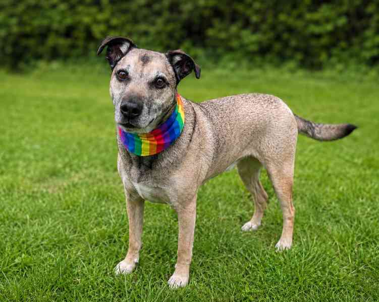 JACK - 25 kg, kastrovaný psík 9 let  - foto 2