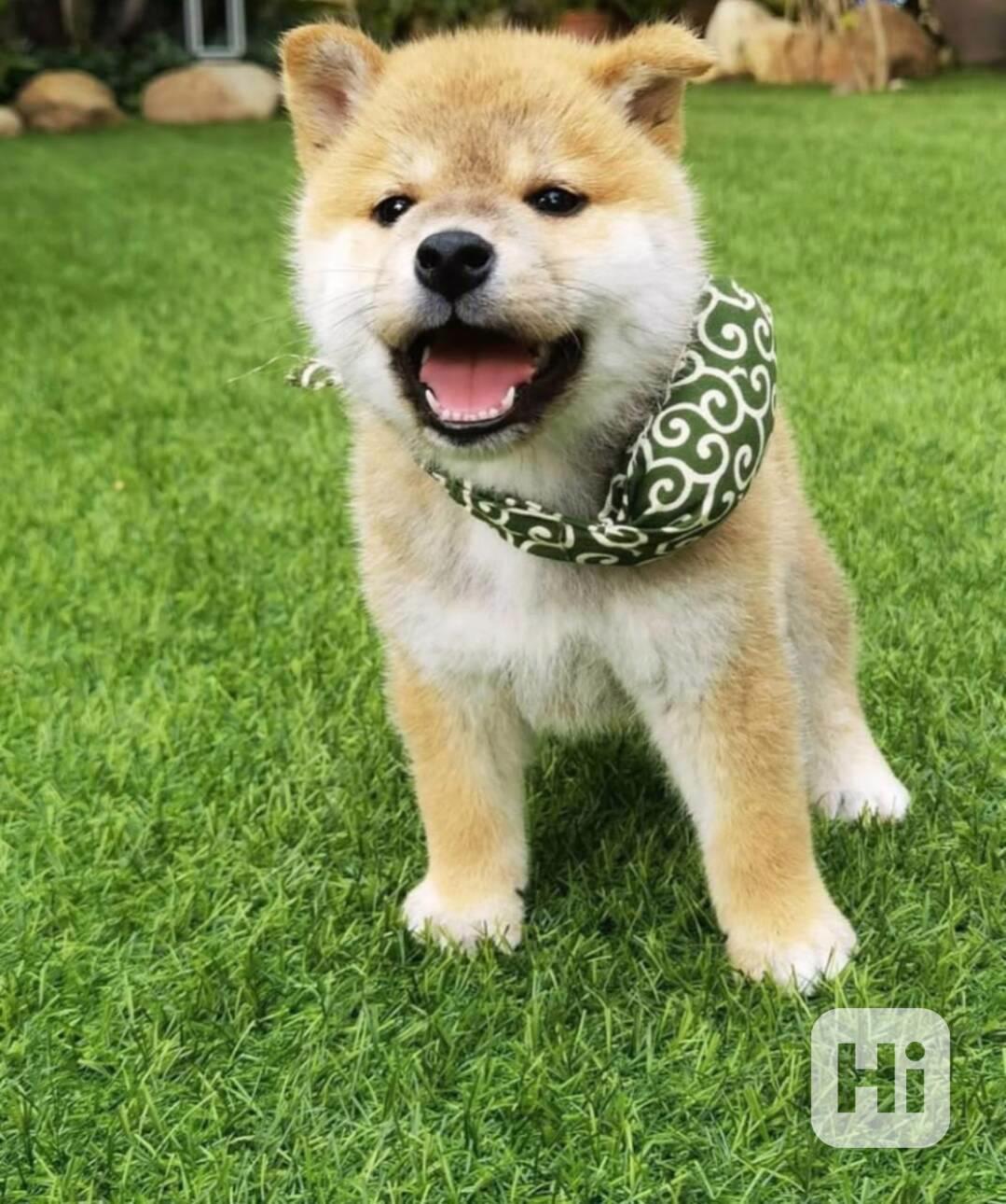 Úžasní Shiba Inuové - foto 1