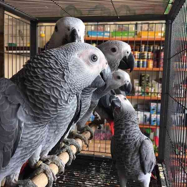 🦜🪺 Krásní papoušci a oplozená vejce k prodeji! - foto 3