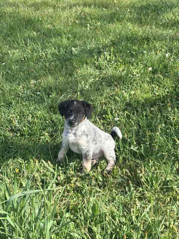 Jack Russel teriér  - foto 2