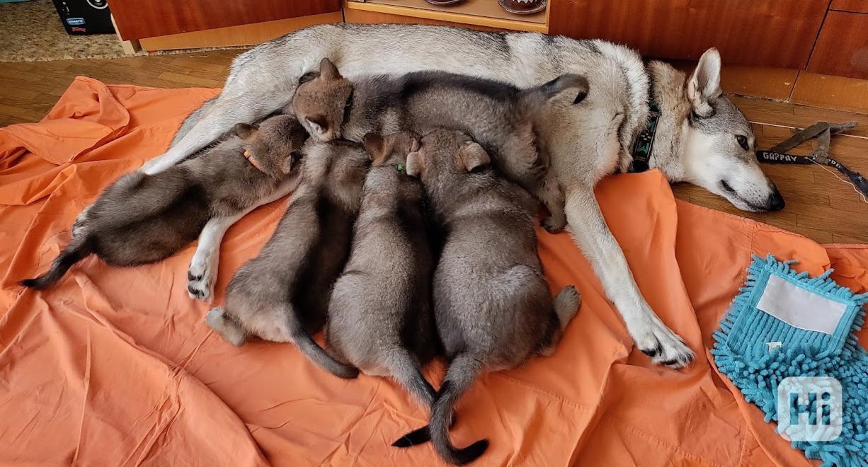 ČESKOSLOVENSKÝ VLČÁK s PP top spojení - foto 1