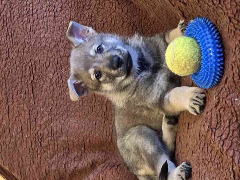 ČESKOSLOVENSKÝ VLČÁK s PP top spojení - foto 6