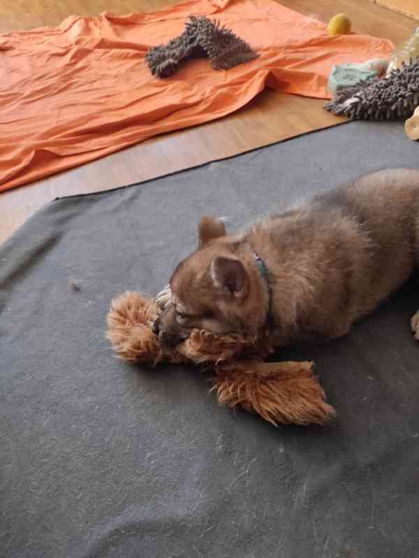 ČESKOSLOVENSKÝ VLČÁK s PP top spojení - foto 7