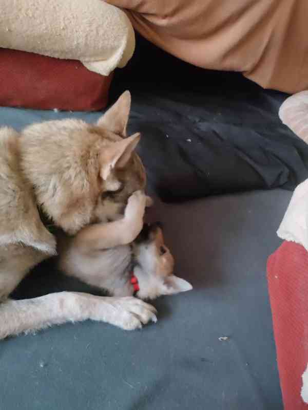 ČESKOSLOVENSKÝ VLČÁK s PP top spojení - foto 3