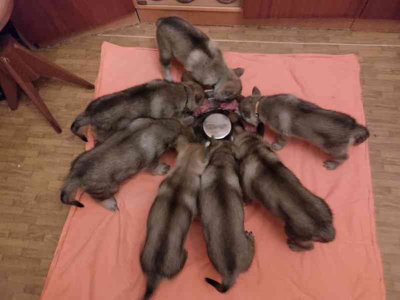 ČESKOSLOVENSKÝ VLČÁK s PP top spojení - foto 2