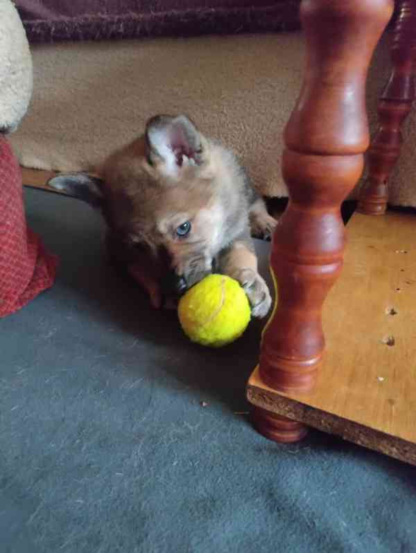 ČESKOSLOVENSKÝ VLČÁK s PP top spojení - foto 4