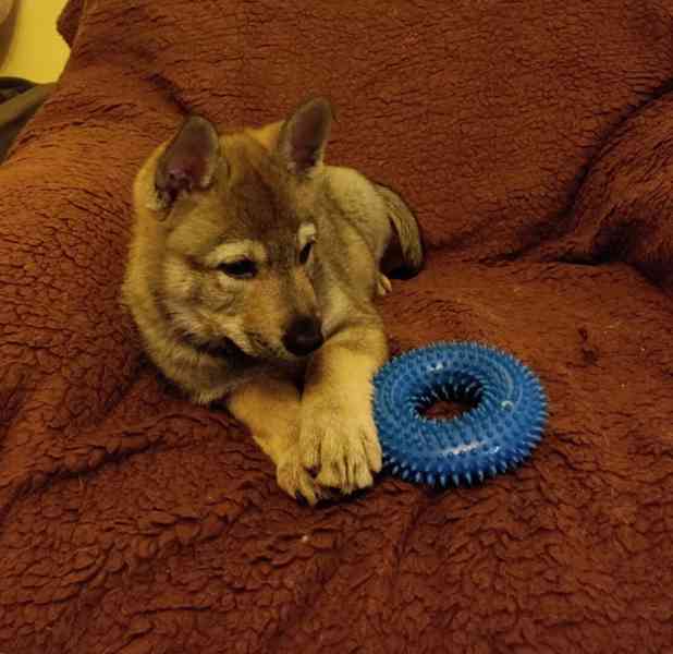 ČESKOSLOVENSKÝ VLČÁK s PP top spojení - foto 8