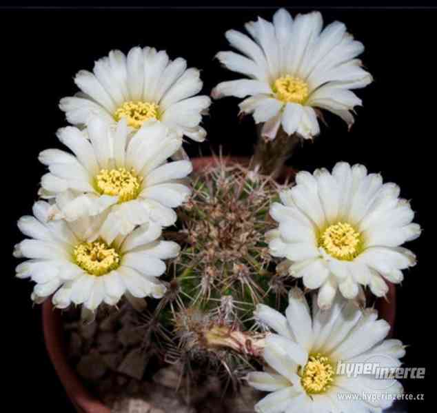 Kaktus Acanthocalycium spiniflorum LB 311 Sierra Del Moro - foto 1