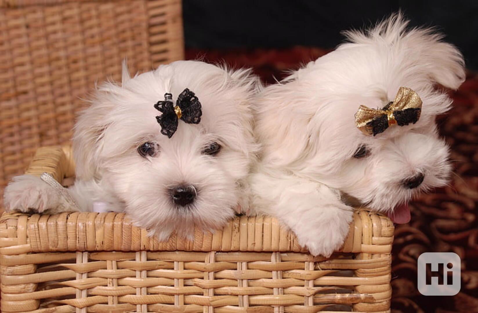 822 Dobře socializovaná štěňata maltézského ovčáka k dispozi - foto 1