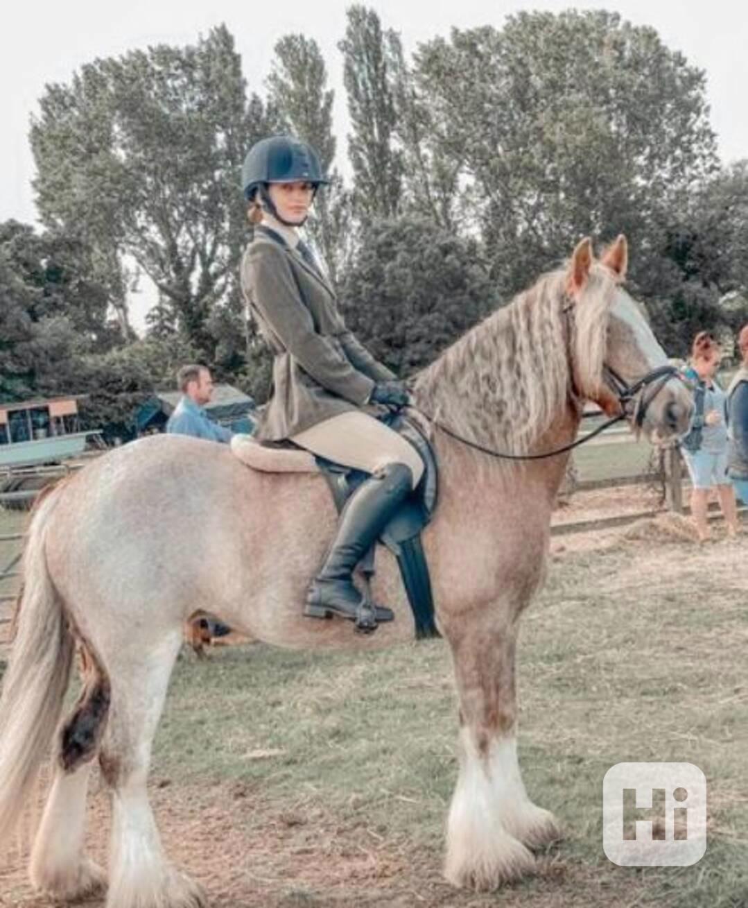 Kůň irský cob - foto 1
