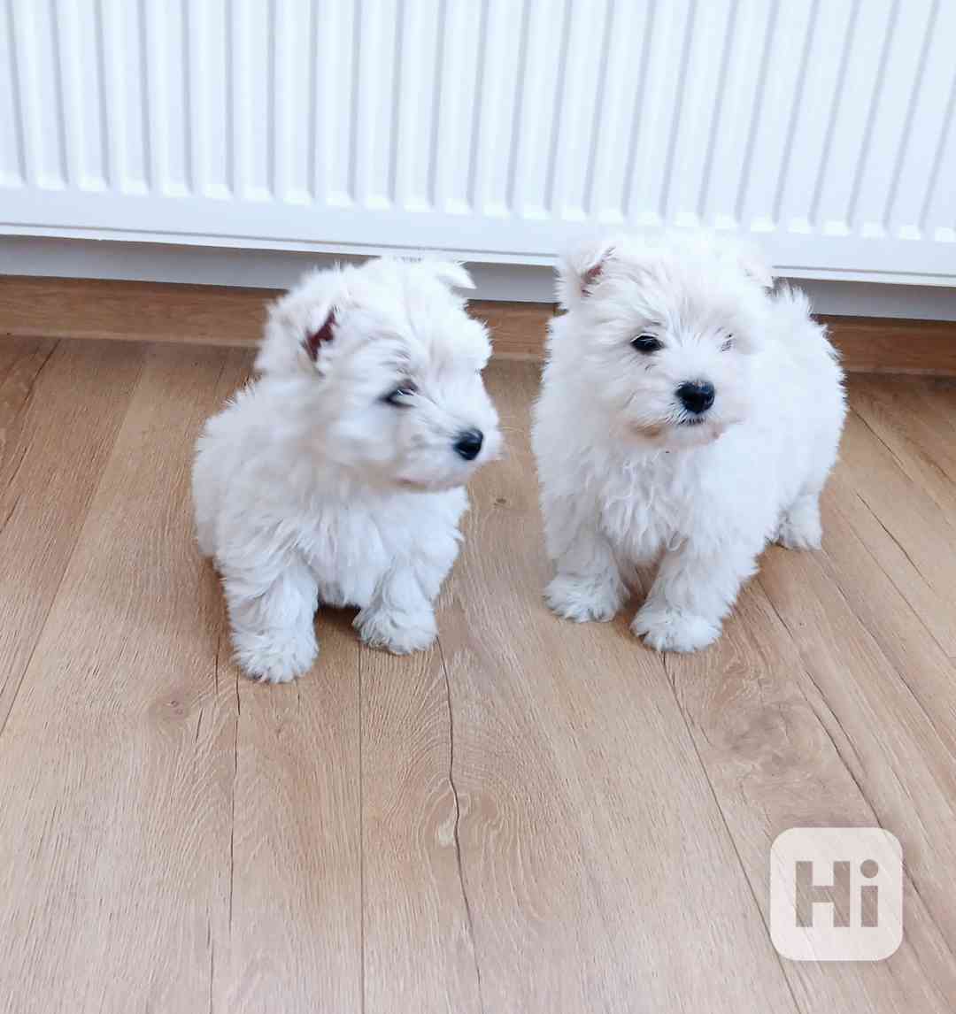 Westík bez pp holčičky  - foto 1