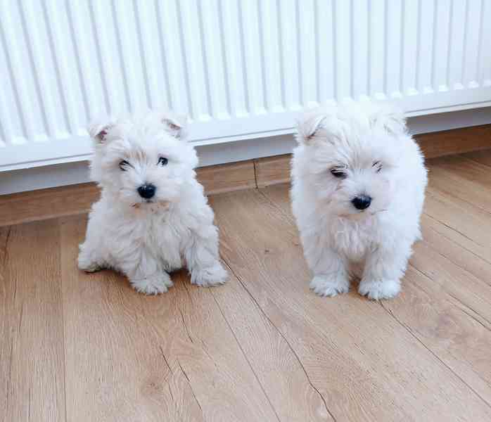 Westík bez pp holčičky  - foto 2