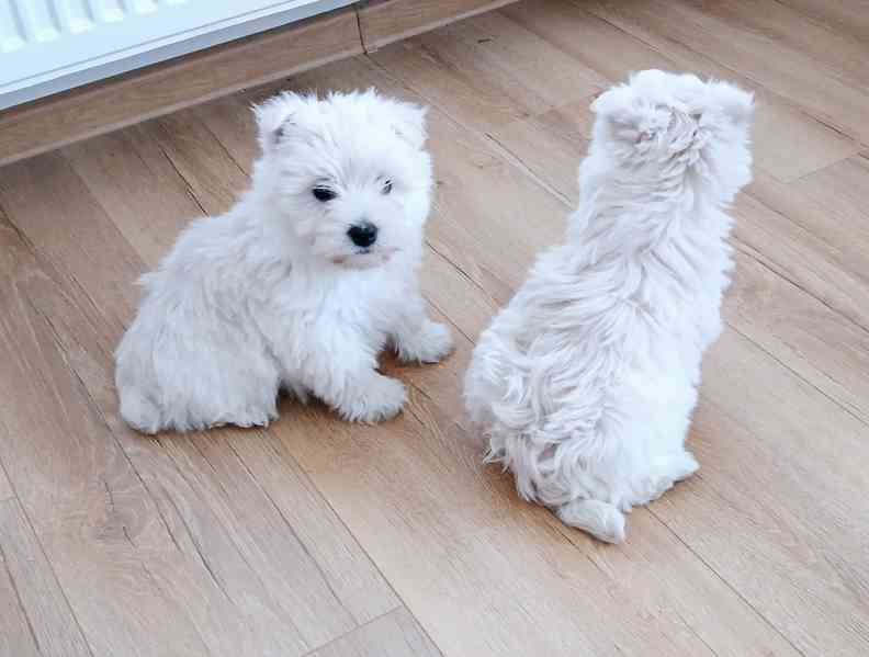 Westík bez pp holčičky  - foto 3