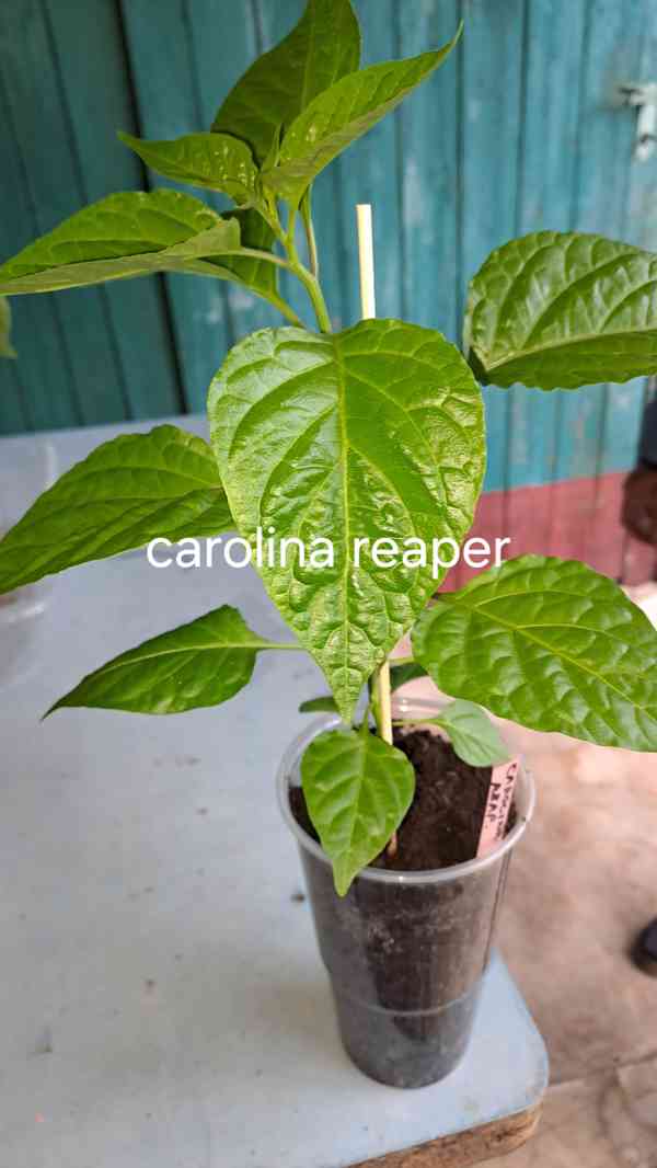 Chilli papričky semínka 7 druhů, Trin.Scorp. Moruga,Carolina - foto 2