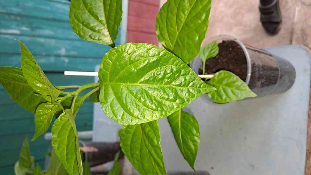 Chilli papričky semínka 7 druhů, Trin.Scorp. Moruga,Carolina - foto 6