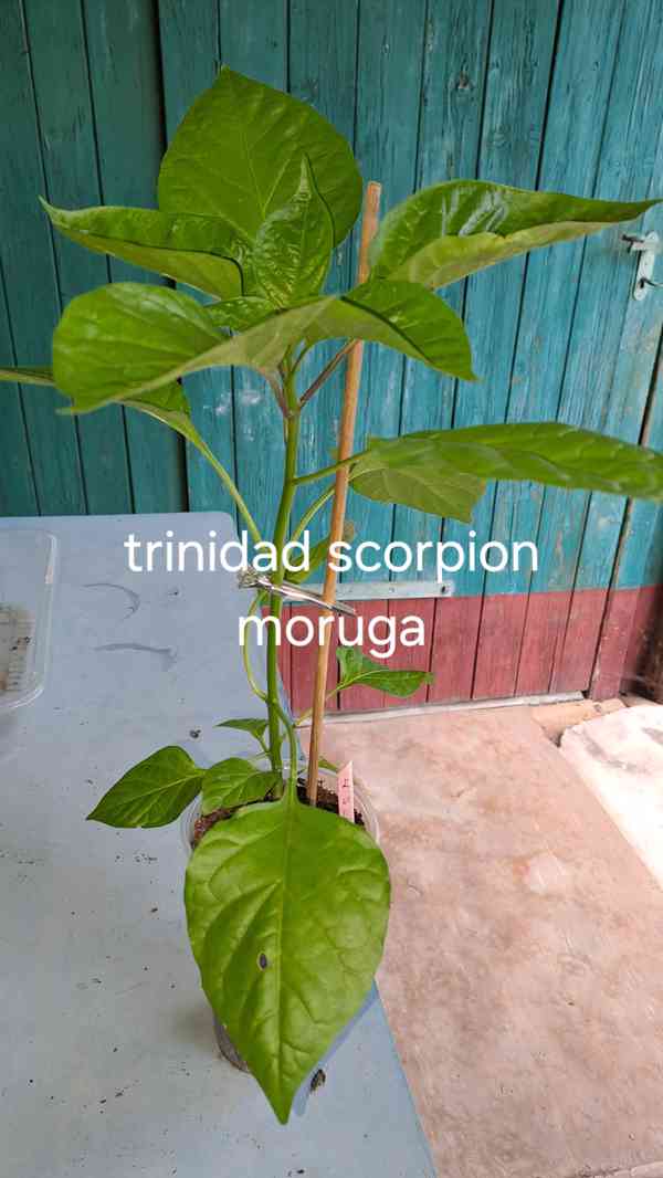 Chilli papričky semínka 7 druhů, Trin.Scorp. Moruga,Carolina - foto 5