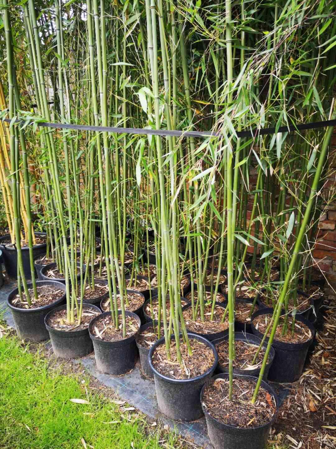 Mrazuvzdorné bambusy - foto 1