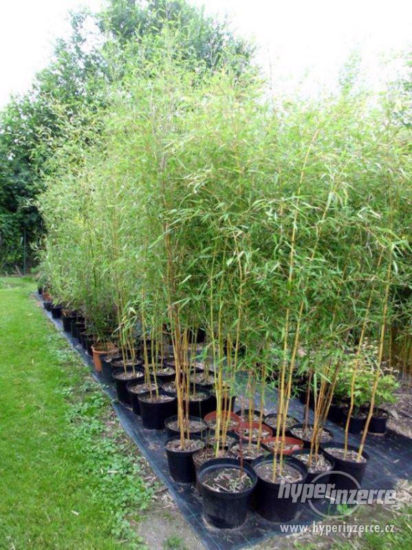 Mrazuvzdorné bambusy - foto 2