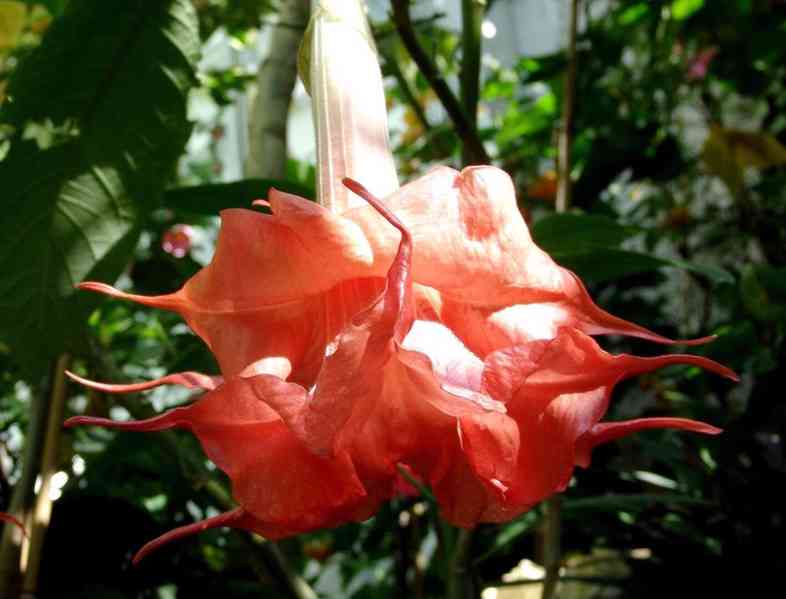 Řízek Brugmansia Angels Exotic - Andělská trumpeta - foto 1