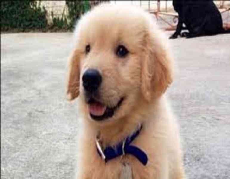 golden retreiver puppy - foto 2