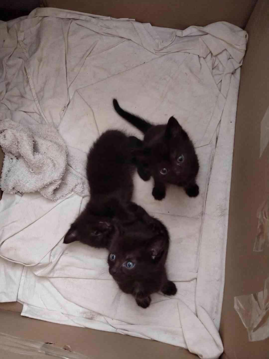 Prodám 3 černá koťata - foto 1