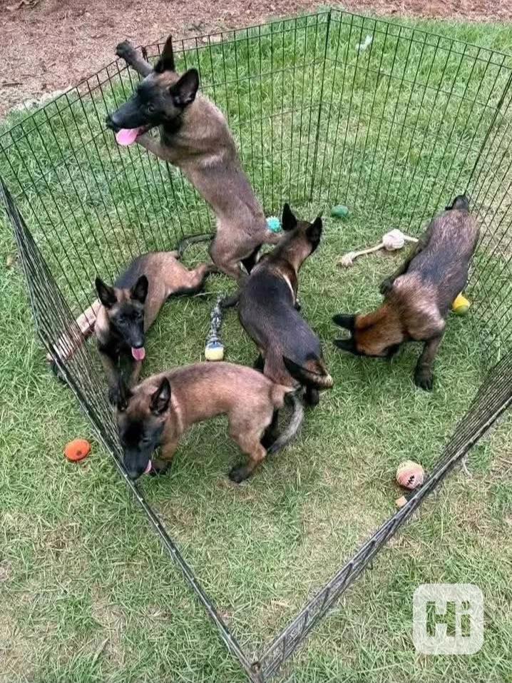 Úžasná štěňata belgického malinoise k odběru - foto 1