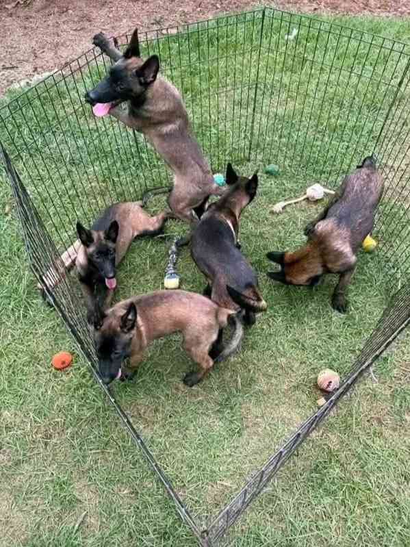 Úžasná štěňata belgického malinoise k odběru - foto 1