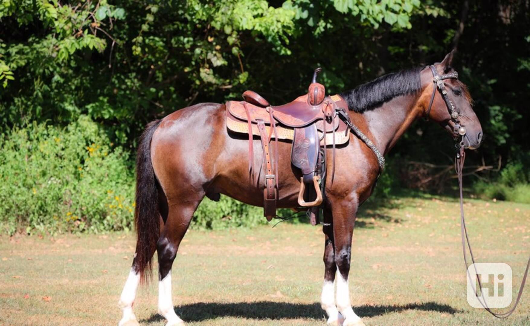 Hnědý valach velšský pony - foto 1