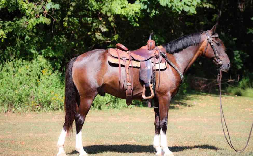 Hnědý valach velšský pony