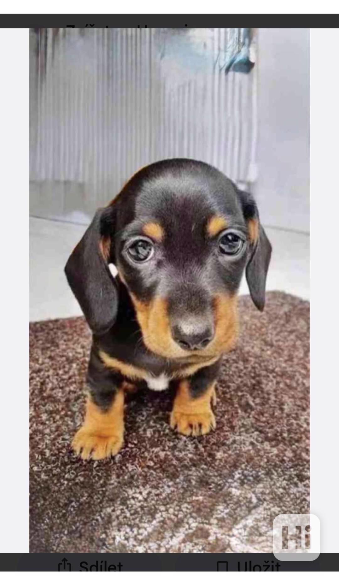 Jezevcik trpaslici  - foto 1