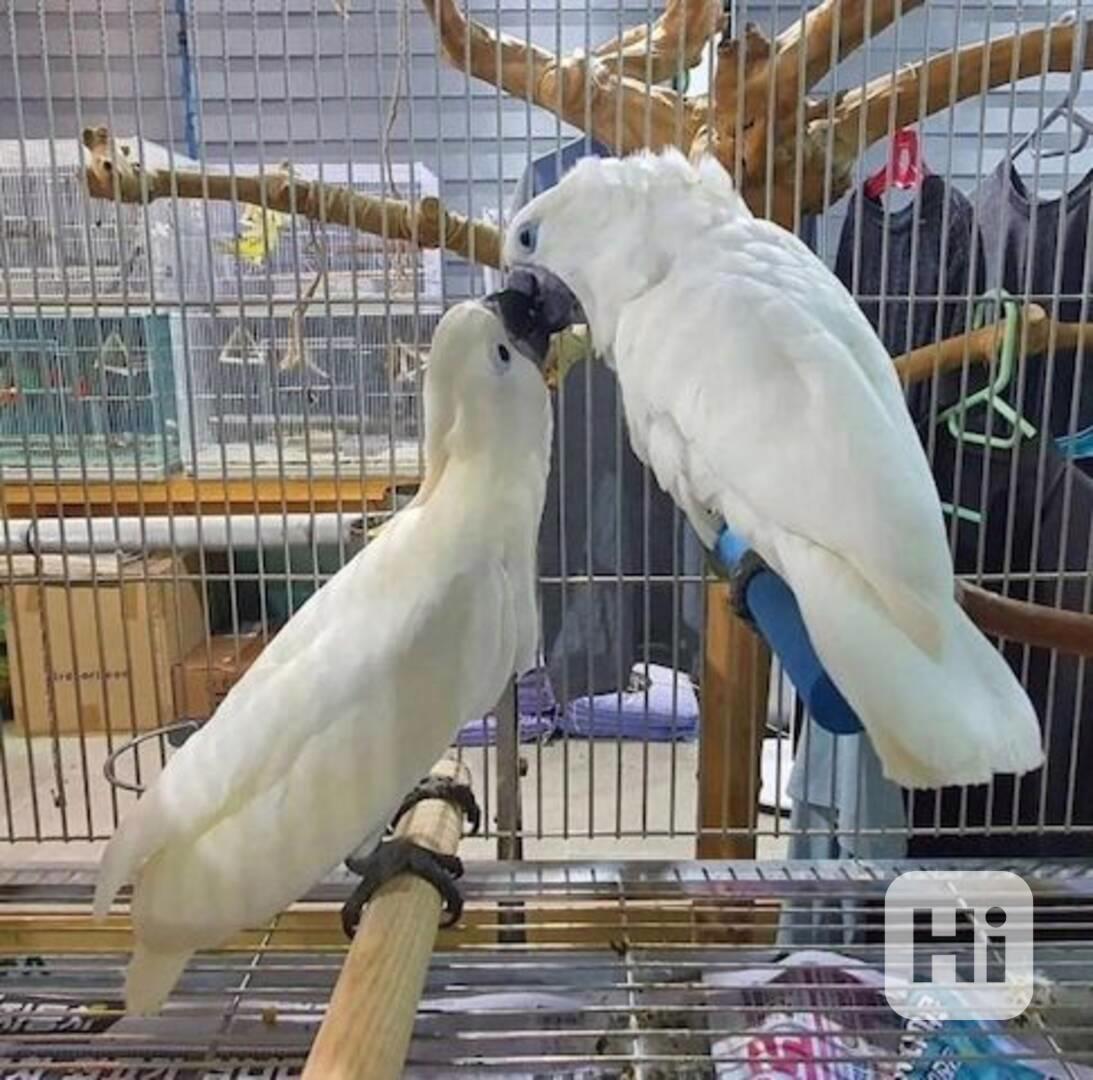Mám k dispozici pár kakaduů. - foto 1