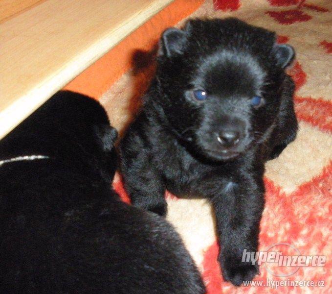 Šiperka - štěňata - foto 2