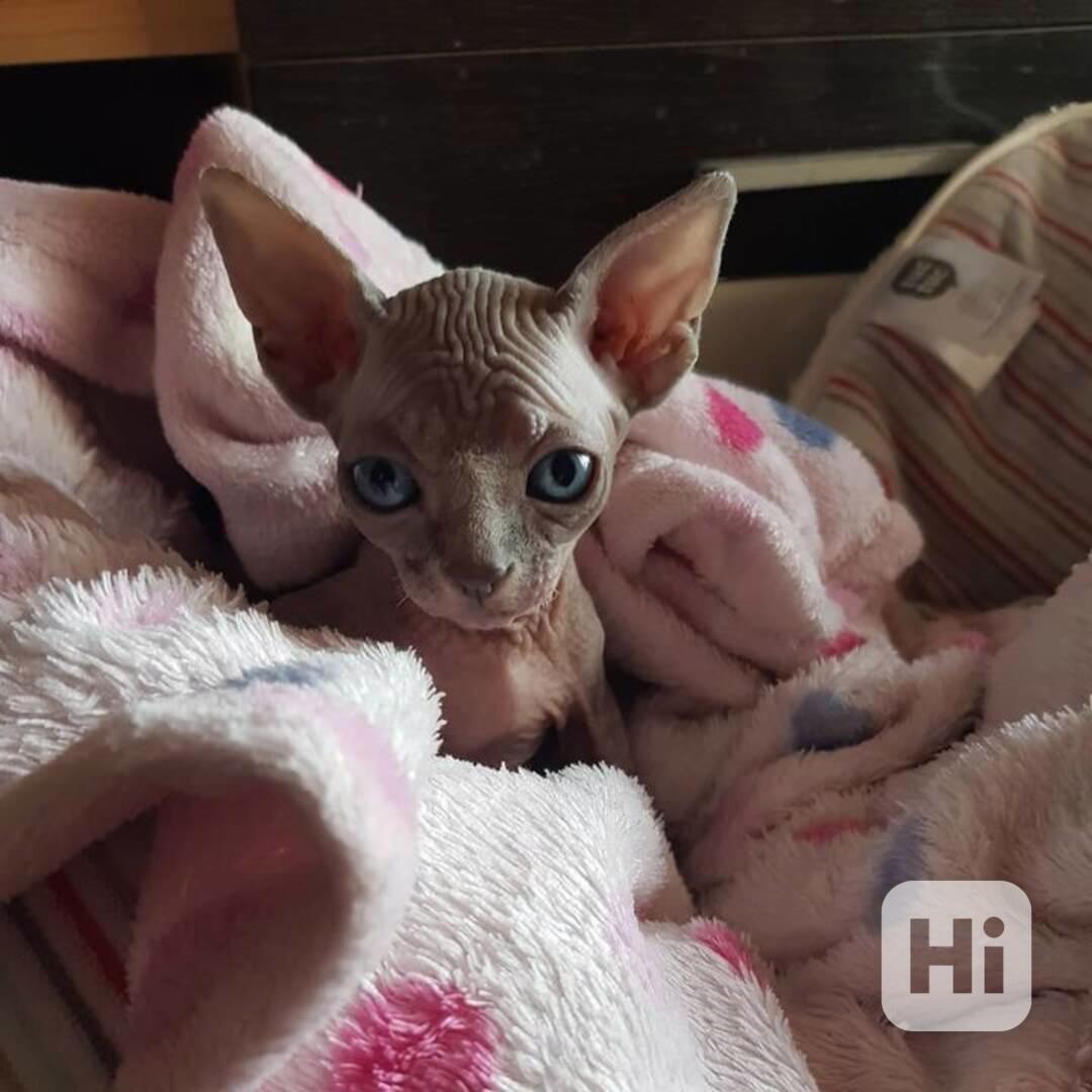 Sphynx Kitten - foto 1