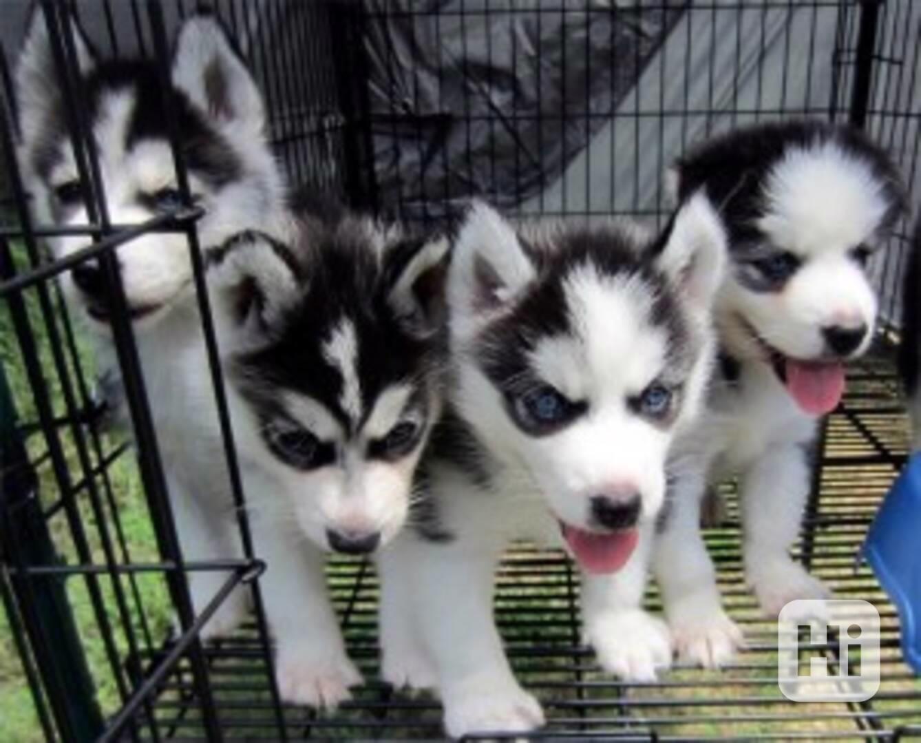 Černobílé modré oči sibiřský husky - foto 1