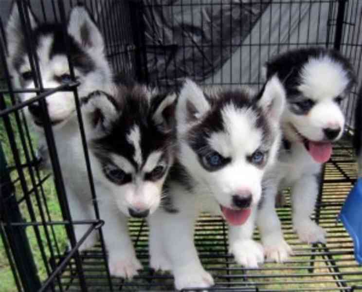 Černobílé modré oči sibiřský husky - foto 1