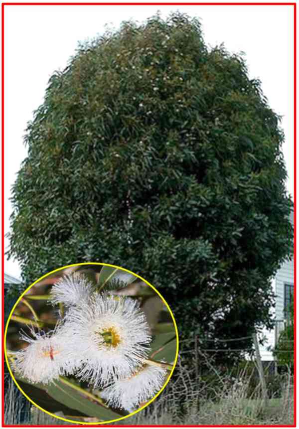 EUCALYPTUS GLOBULUS NANA - semena - foto 1